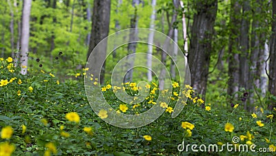 Vibrant green foliage in the forest in spring