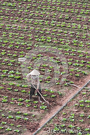 Vietnam farm worker