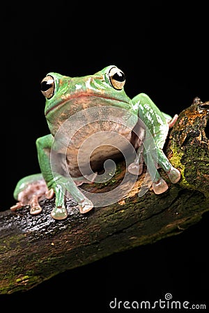 Vietnamese Blue Flying Frog