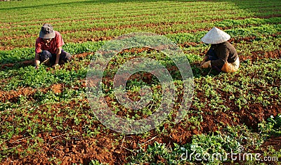 Vietnamese farmer working on vegetable farm