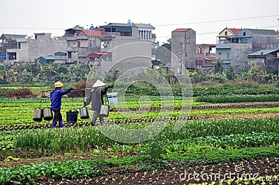 Vietnamese farmers in the field