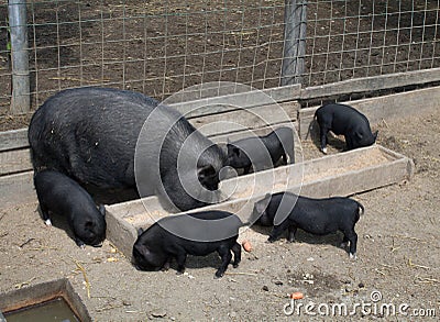 Vietnamese pig family at a farm