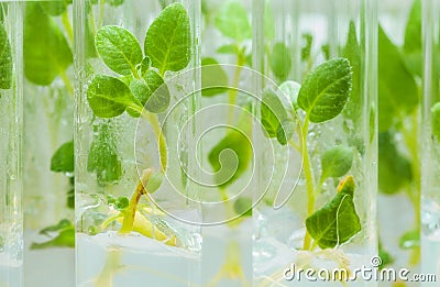 View on litle plants of potato in lab tubes