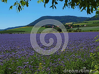 View over blue Purple Tansy field in countryside in hot summer day. Green blue purple flowers in blossom