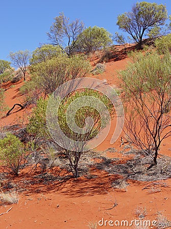 View of the red earth of the outback of Australia