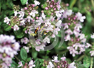 View of a wasp on a flower