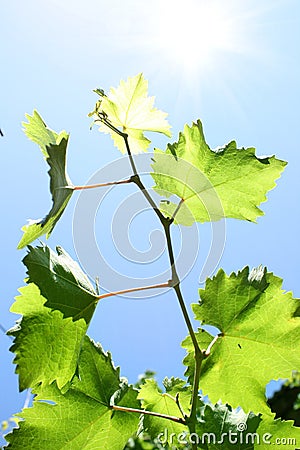 Vine leaves on blue sky