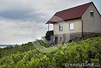 Vineyard Royalty Free Stock Image - Image: 20