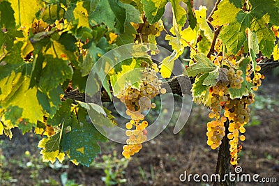 Vineyard during fall in Tuscany