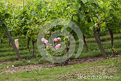 Vineyard in the famous wine making region - Loire Valley