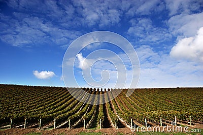 Vineyard - Landscape