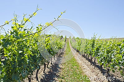 Vineyard Landscape #3