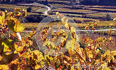 Vineyard Landscape in autumn