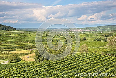 Vineyard landscape in Germany