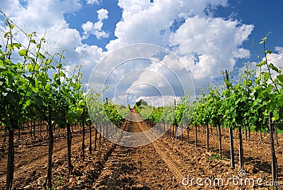 Vineyard landscape in Hungary