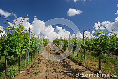 Vineyard landscape