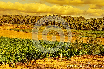 A vineyard in a mediterranean country at sunset