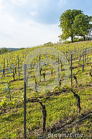 Vineyard in springtime Germany