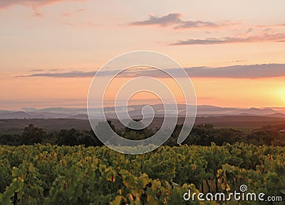 Vineyard Sunset