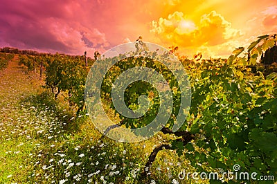 Vineyard at Sunset