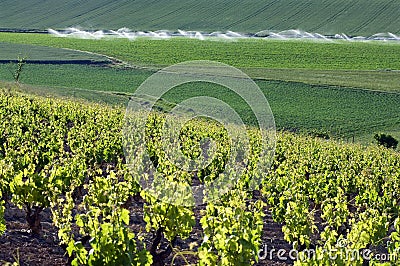 Vineyards and cornfield, rural La Rioja, Spain