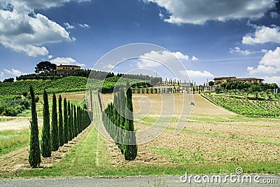 Vineyards and farm road in Italy