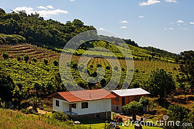 Vineyards In Rio Grande Do Sul Royalty Free S
