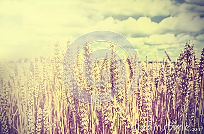 Vintage wheat field retro background.