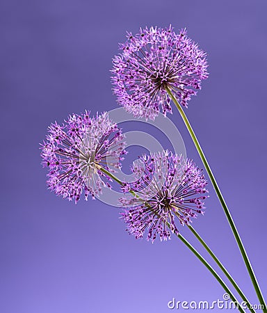 Violet Garlic Flowers