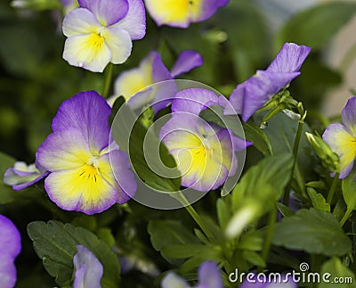 Violet pansy flowers at spring