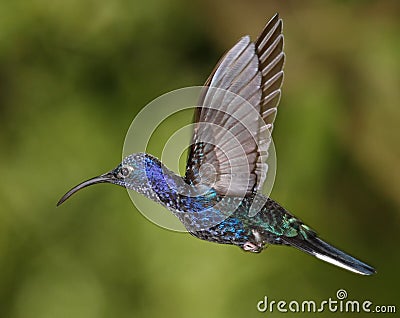 Violet Sabrewing humming bird