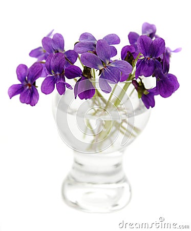 Violets In A Vase Stock Image - Image: 24576381