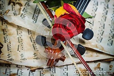 Violin sheet music and rose