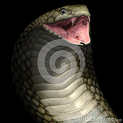 Viper cobra snake