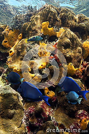 Vivid colors of coral reef under the sea