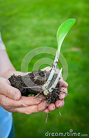 Vivid green seedling plant with soil in woman s hand