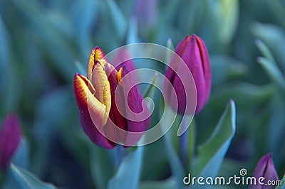 Vivid Yellow and Red Tulip