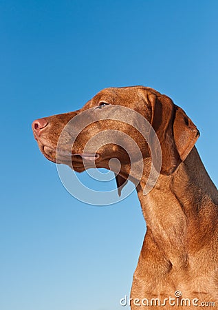 Hungarian Pointer Vizsla Hungarian Pointer Vizsla
