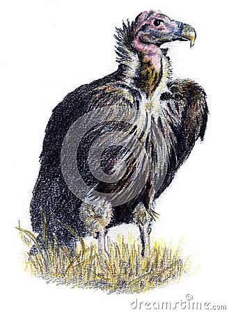 Vulture Drawing Stock Photo - Image: 6689520