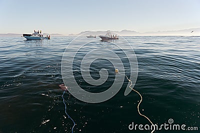 Waiting for the Great White Shark.