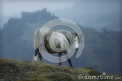 Wales Castle Horse