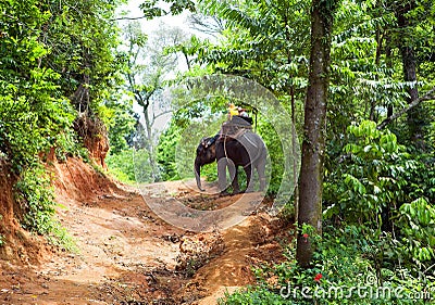 Walk on an elephant in jungle