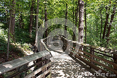 Walking Bridge in the Forest