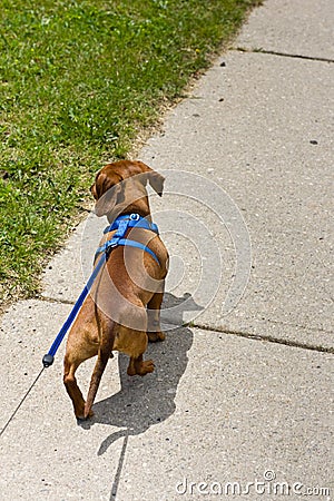 Walking the dog on leash