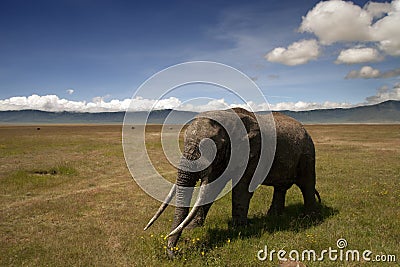 Walking elephant under the blue sky