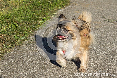 Walking pekingese dog