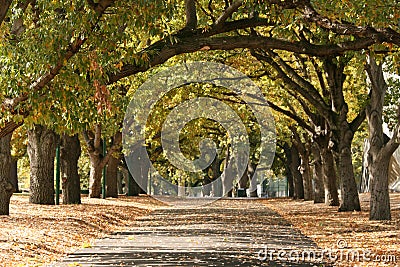 Walkway, Carlton Gardens, Melbourne, Australia