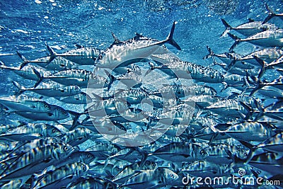 Wall of tuna