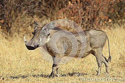 Warthog - African Wildlife Background - Posing Pride and Power
