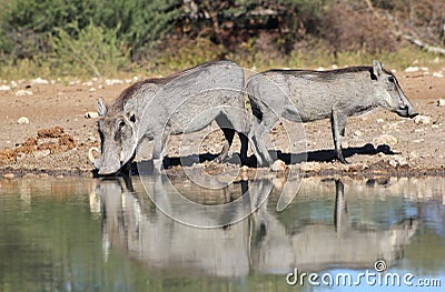 Warthog - African Wildlife - Reflection of Life